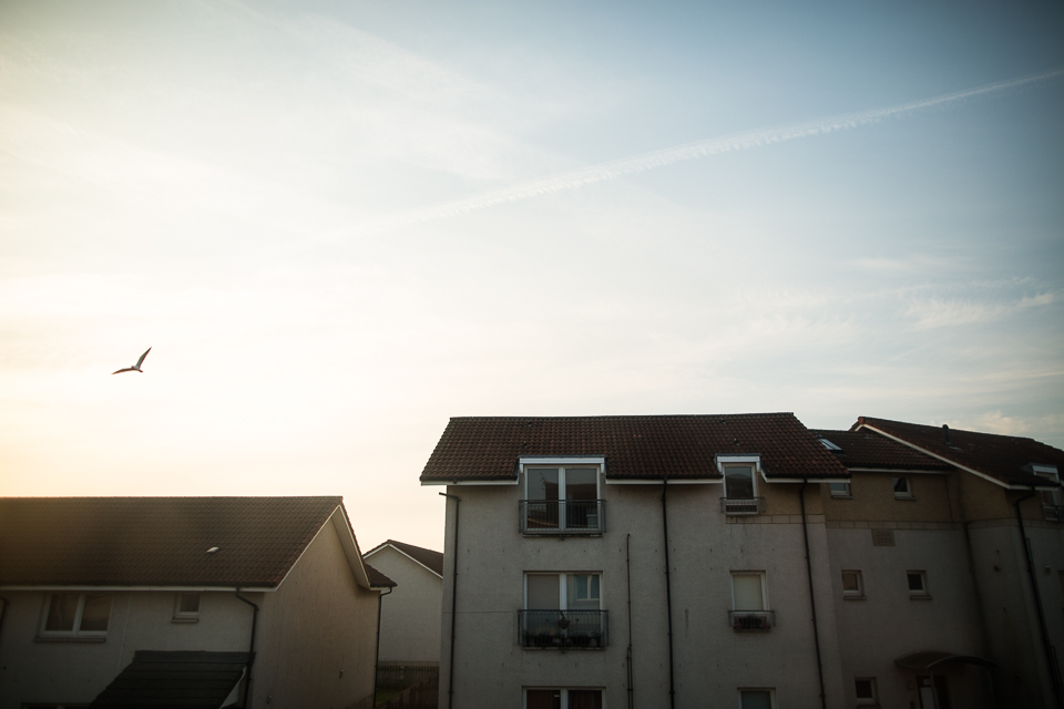 bird flies over home