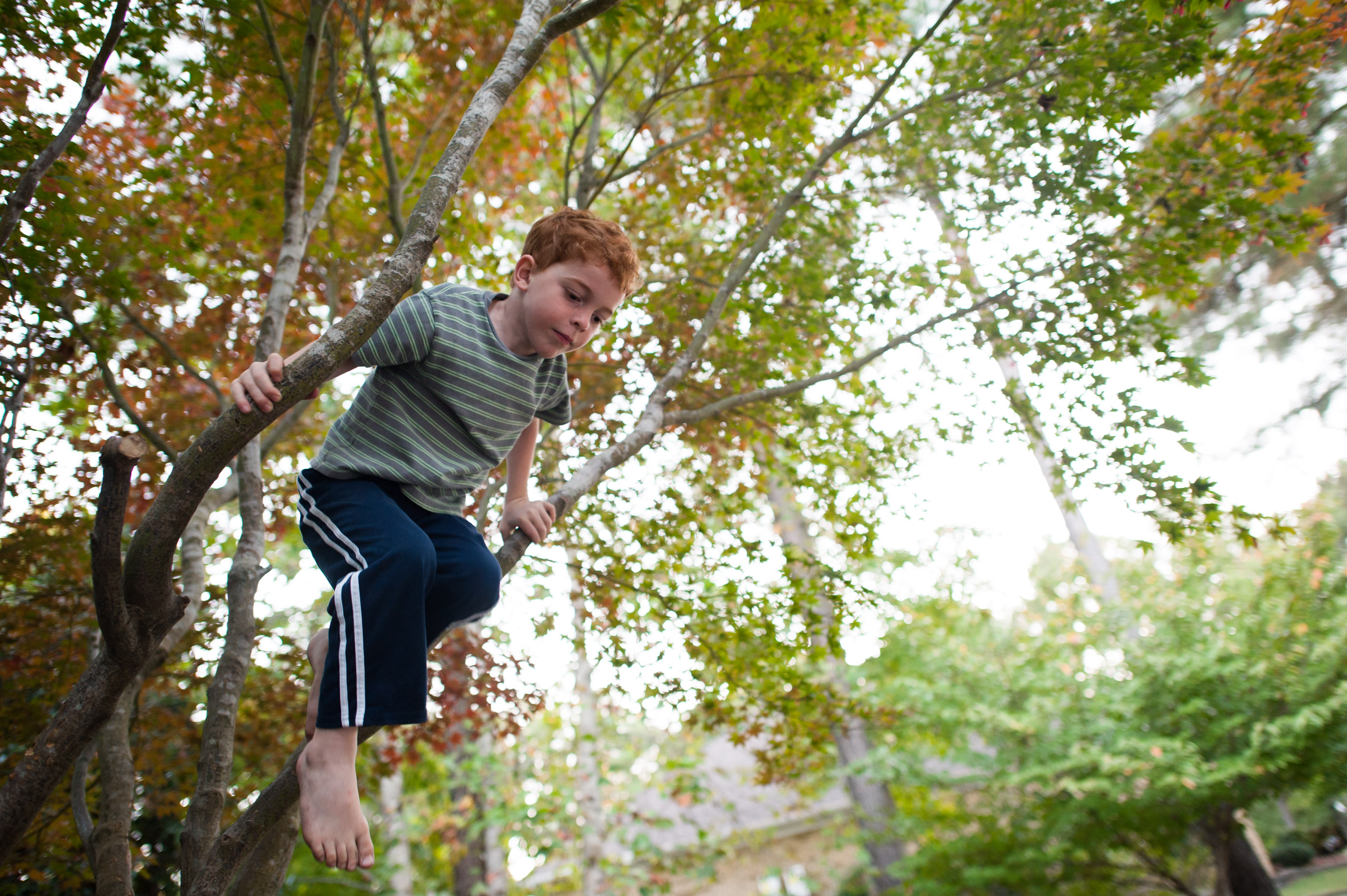 boy in tree - Family Documentary Photography
