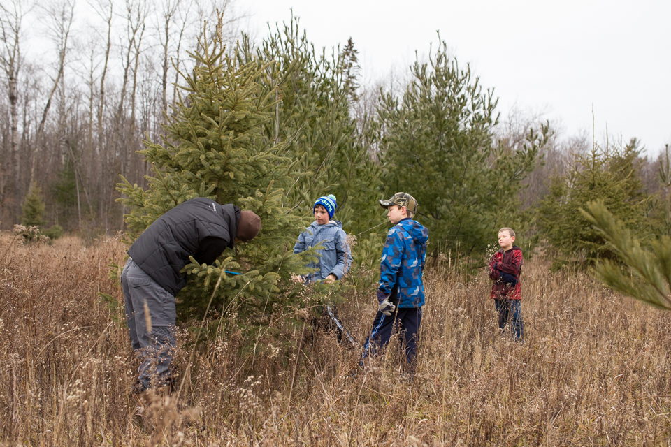 Family gets Christmas tree - Family Documentary Photography