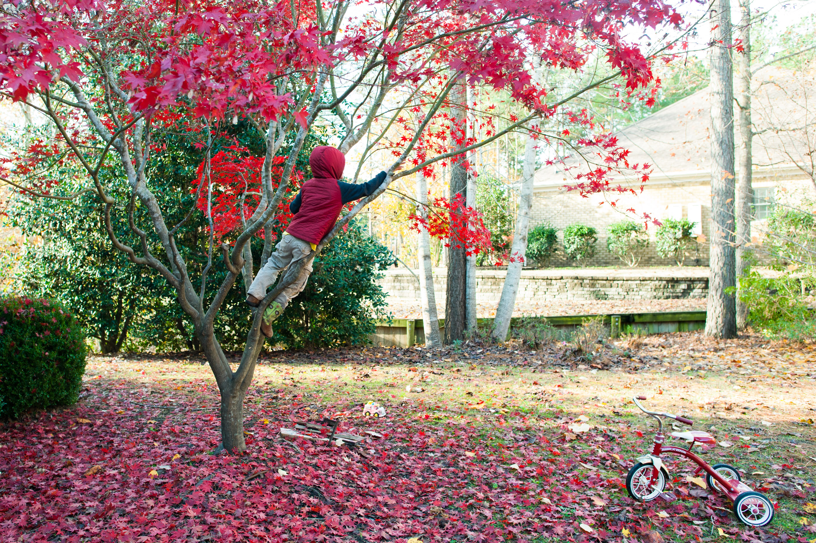 Boy climbs tree - Family Documentary Photography