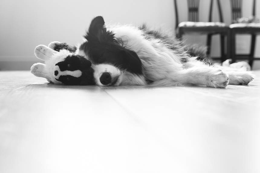 dog sleeping next to stuffed dog - Documentary Family Photography