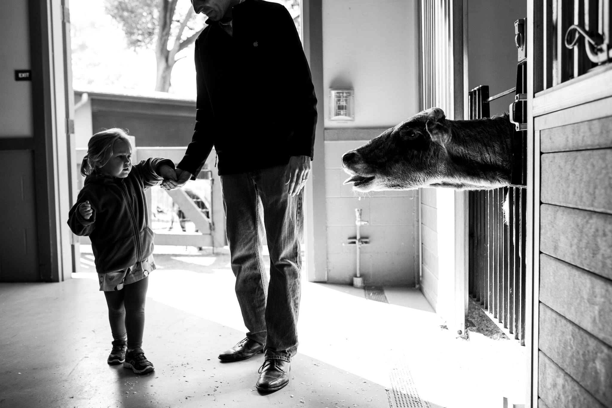 adult and child confront cow in stall -Documentary Family Photography