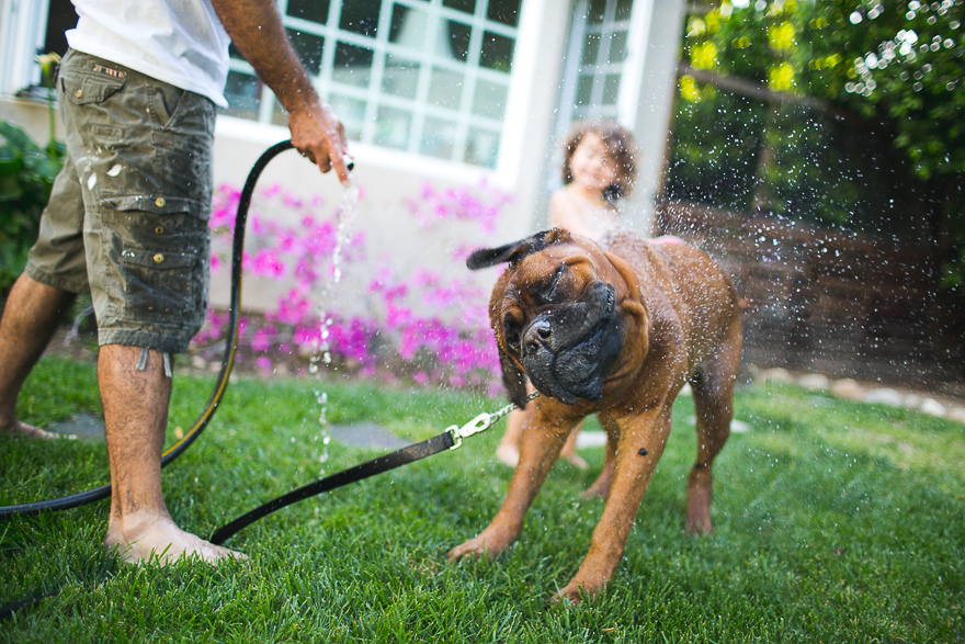 dog gets rinsed with garden hose - Documentary Family Photography