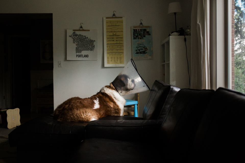 Dog with medical cone - Documentary Family Photography