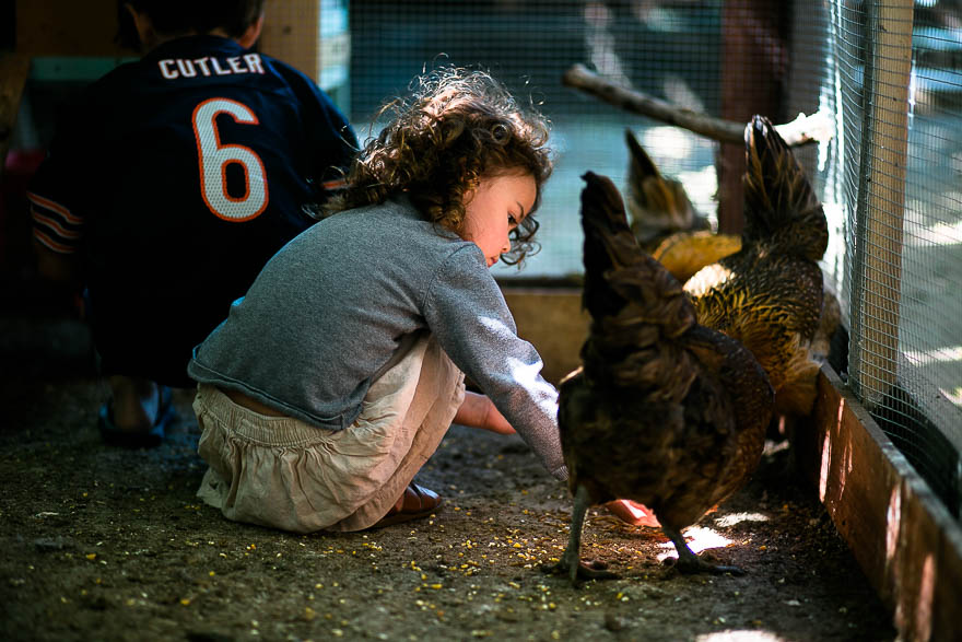 girl with chickens - Documentary Family Photography