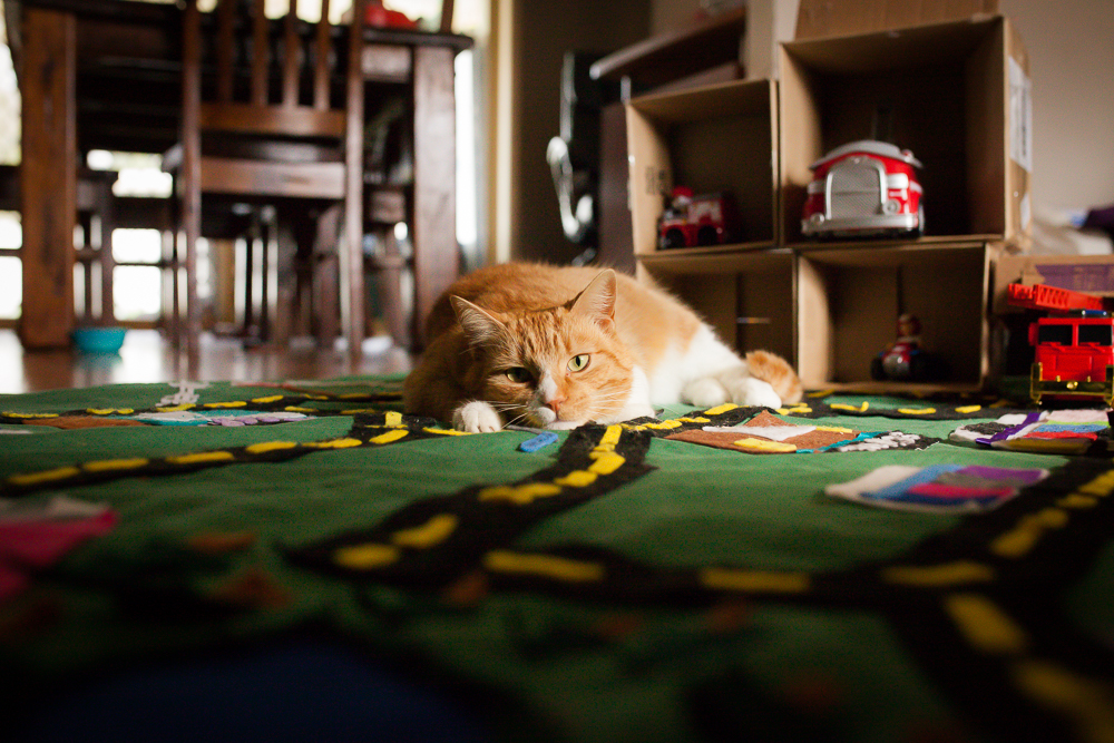 cat on play rug - Documentary Family Photography