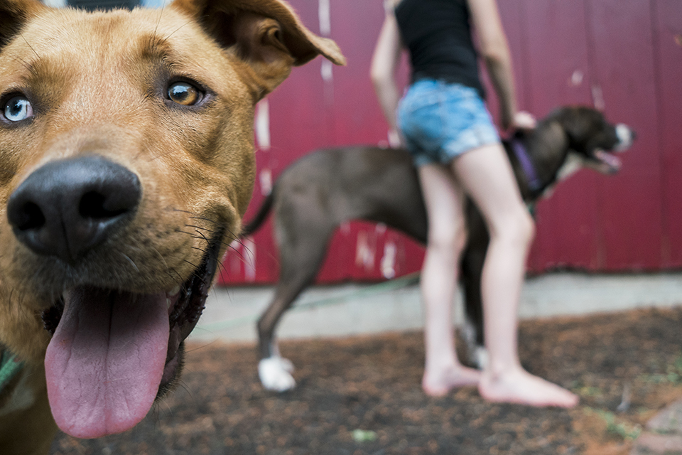 dog portrait with child in background