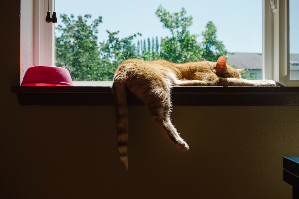 cat sleeps in window - Documentary Family Photography