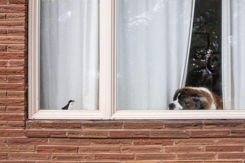 dog in window - Documentary Family Photography