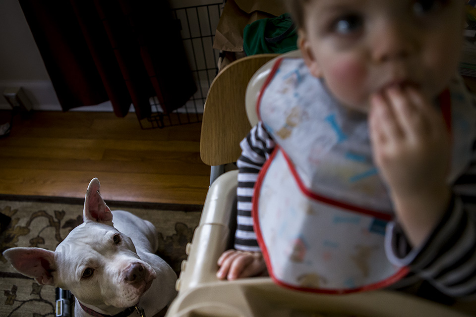 dog waits for scraps