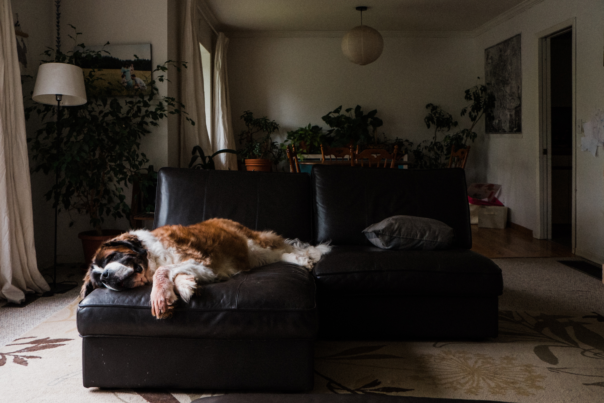 St Bernard on couch - documentary family photography