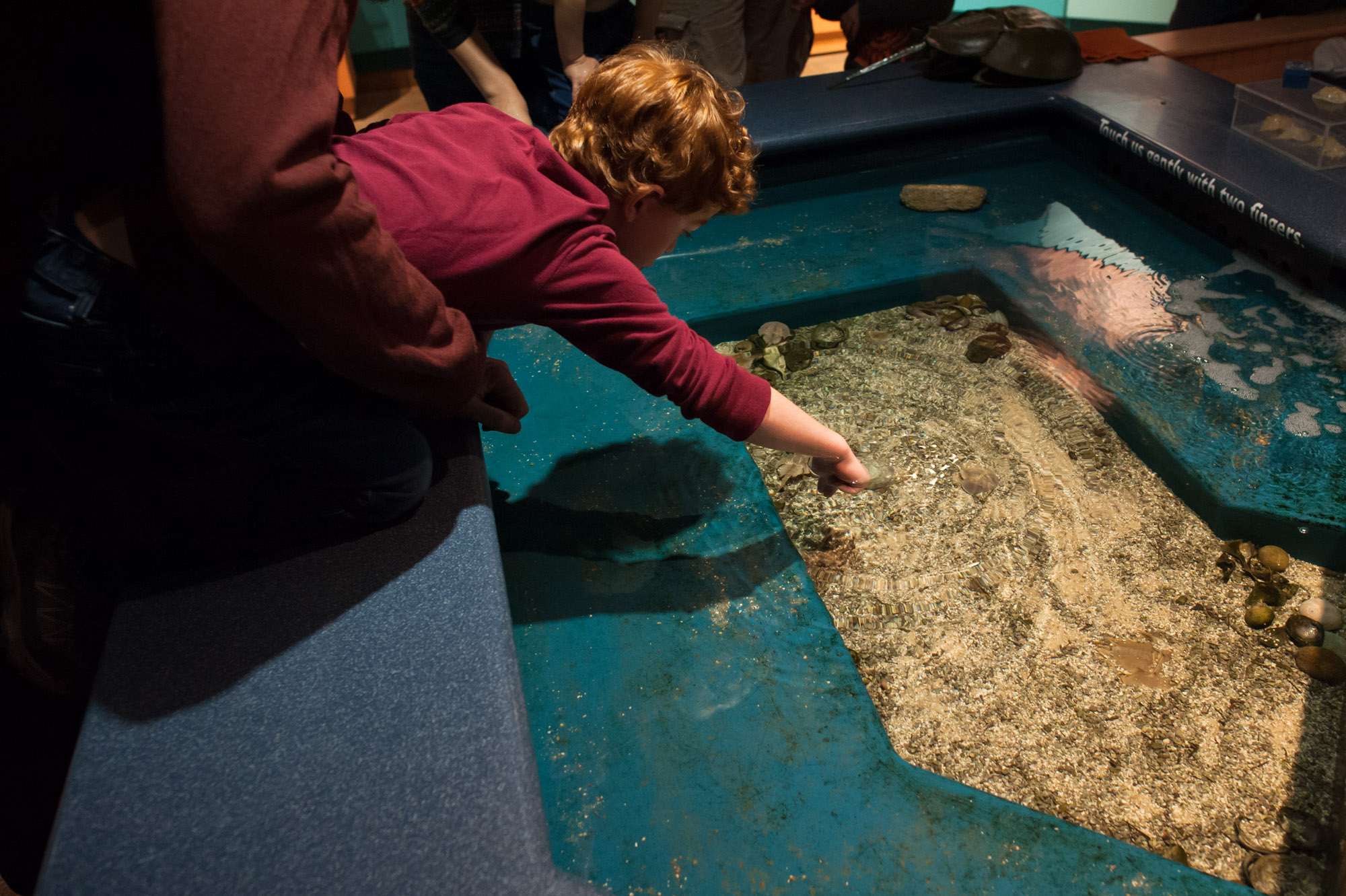 boy at touch tank - documentary family photography