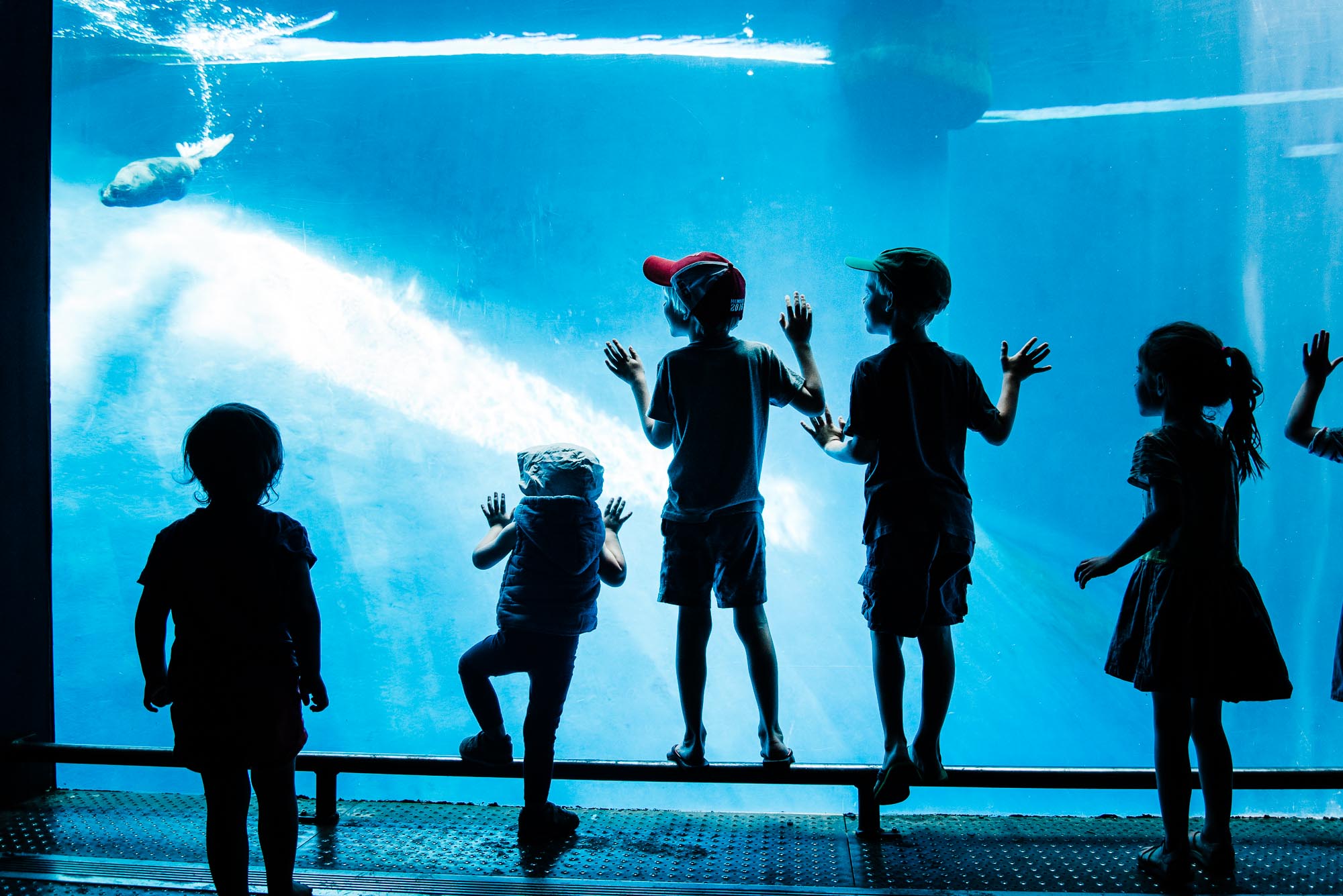 silhouette of kids at aquarium - Documentary Family Photography