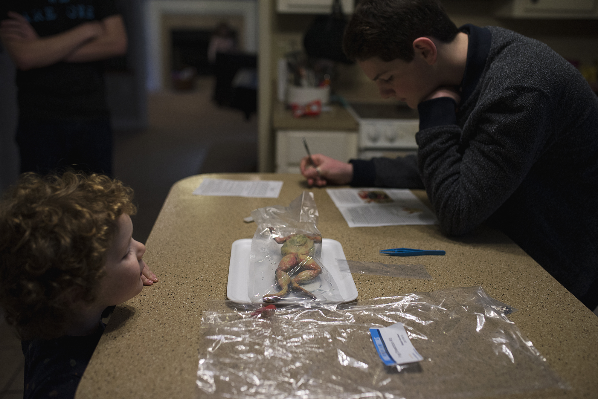 kids dissecting frog - Documentary Family Photography