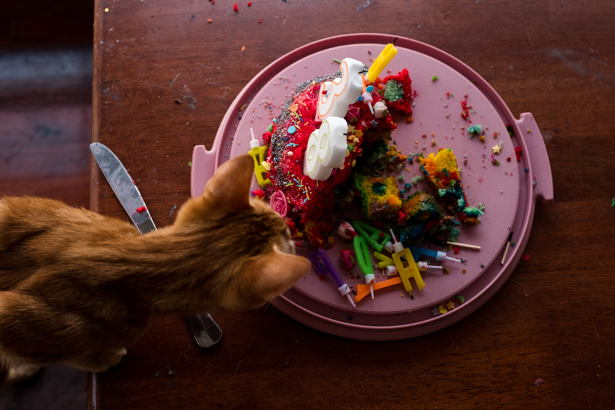 cat and plate of birthday cake trimmings - Documentary Family Photography