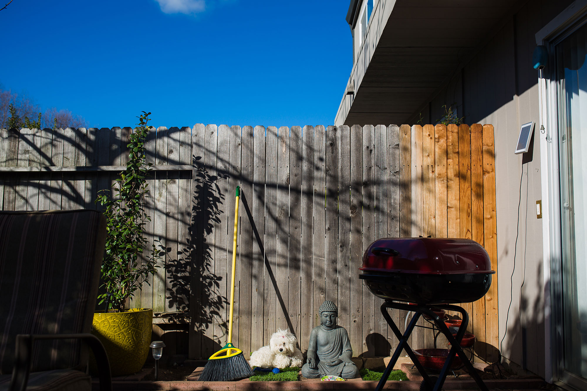 dog amidst lawn items - Documentary Family Photography