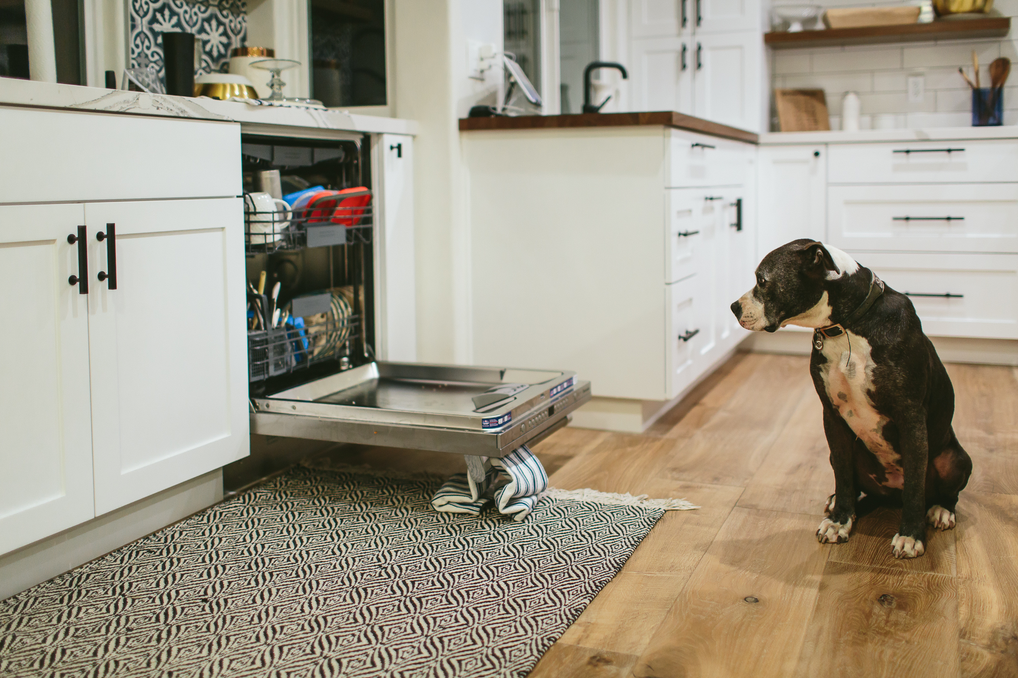 dog looking at dishwasher - Documentary Family Photography