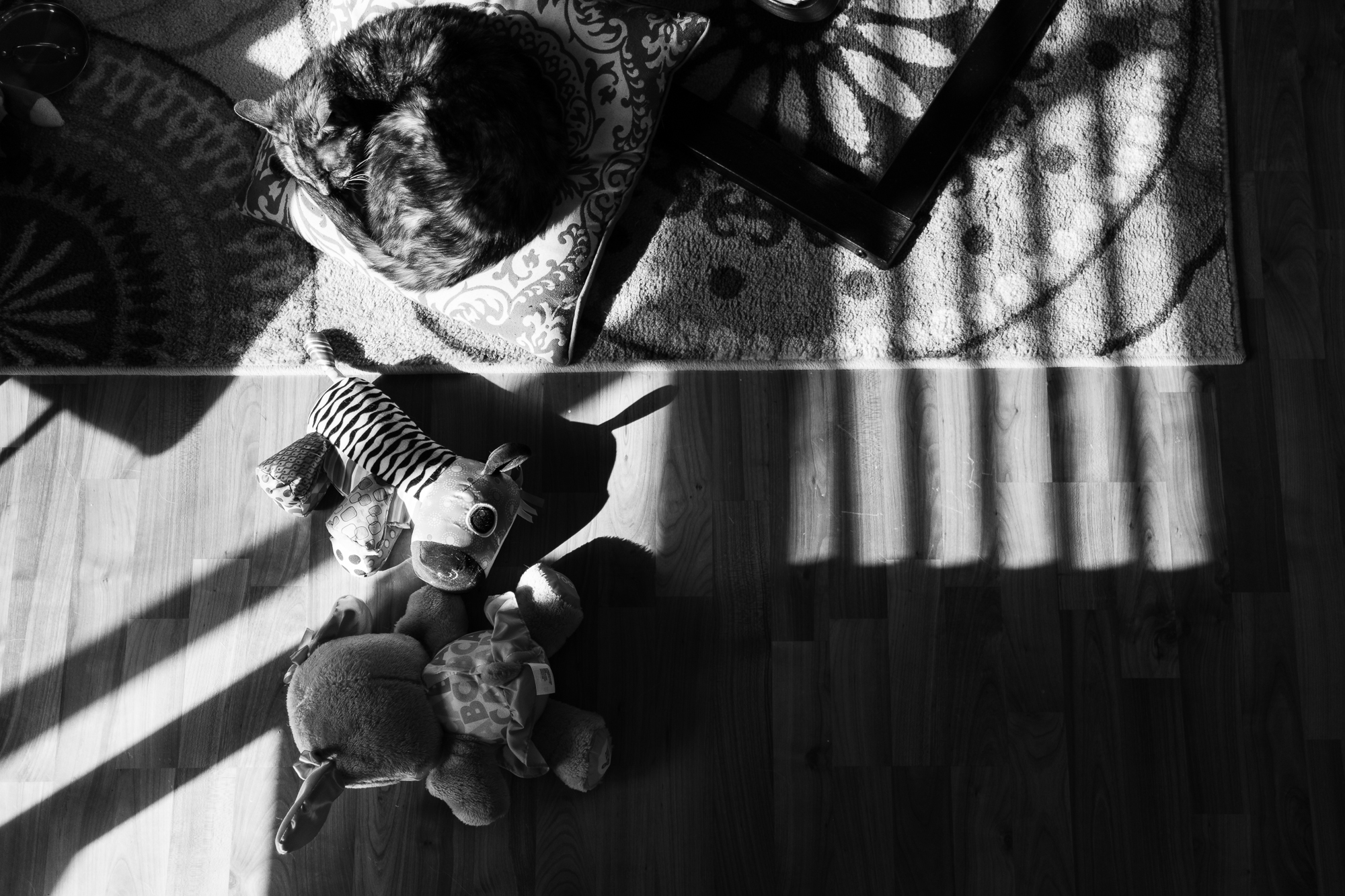 cat lying next to stuffed animals - documentary family photography