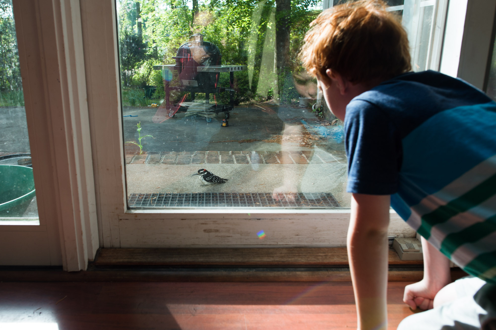 boy watching bird through window - documentary family photography