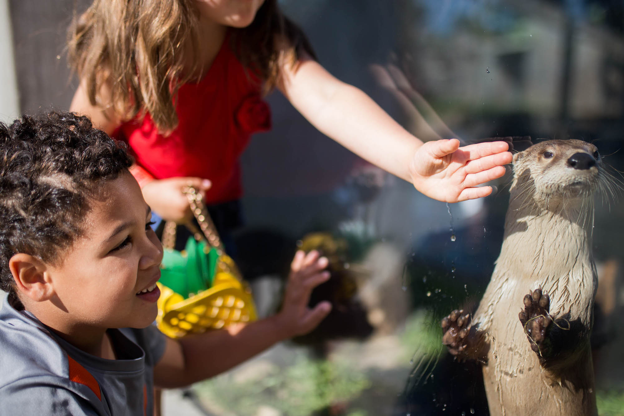 kids petting otter - documentary family photography