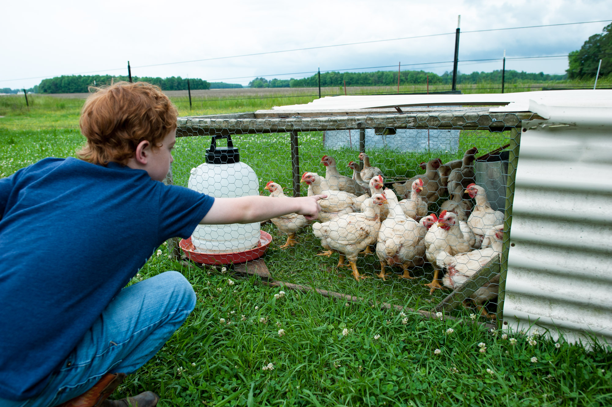 boy feeding chickens - documentary family photography