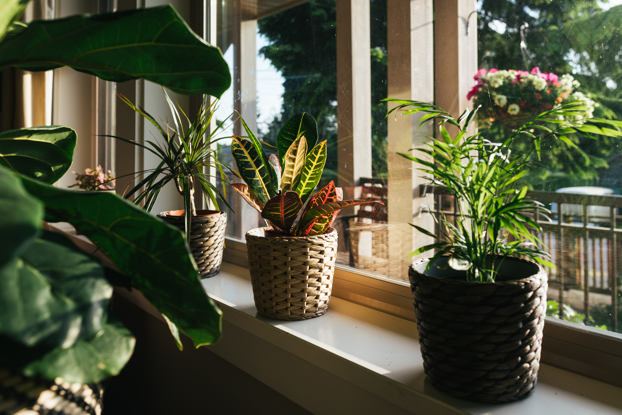 plants in window - documentary family photography