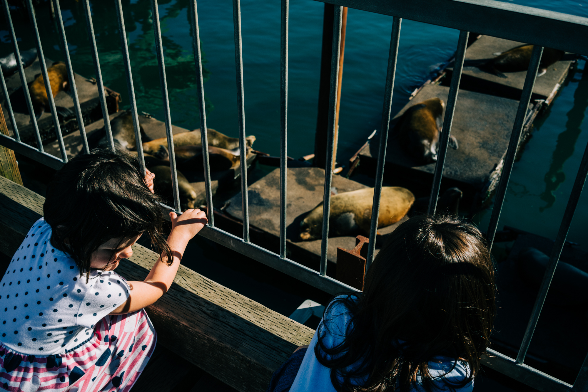 kids at zoo with seals - documentary family photography