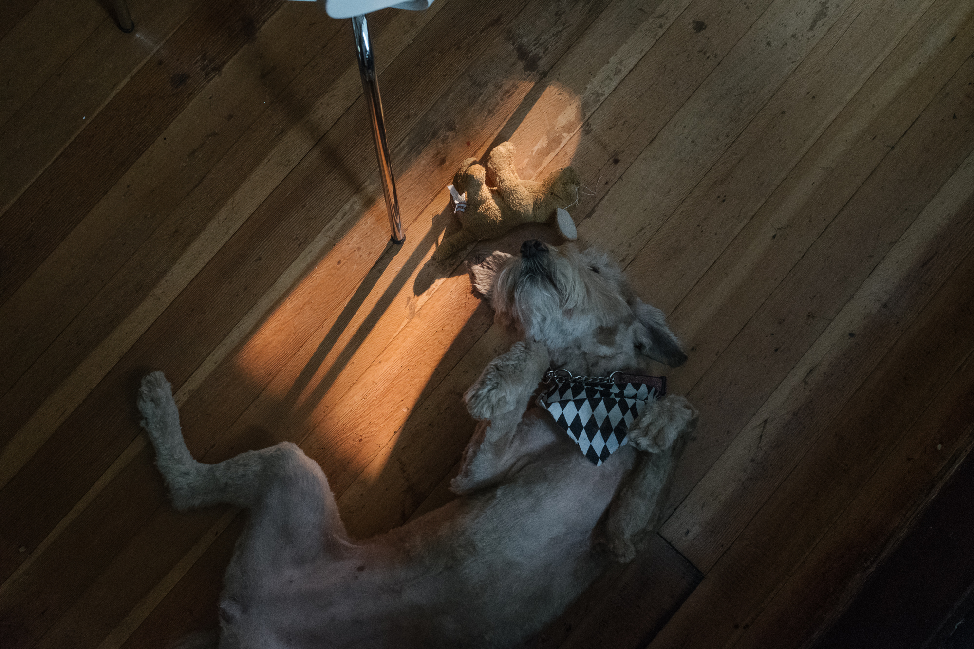 dog on floor - documentary family photography