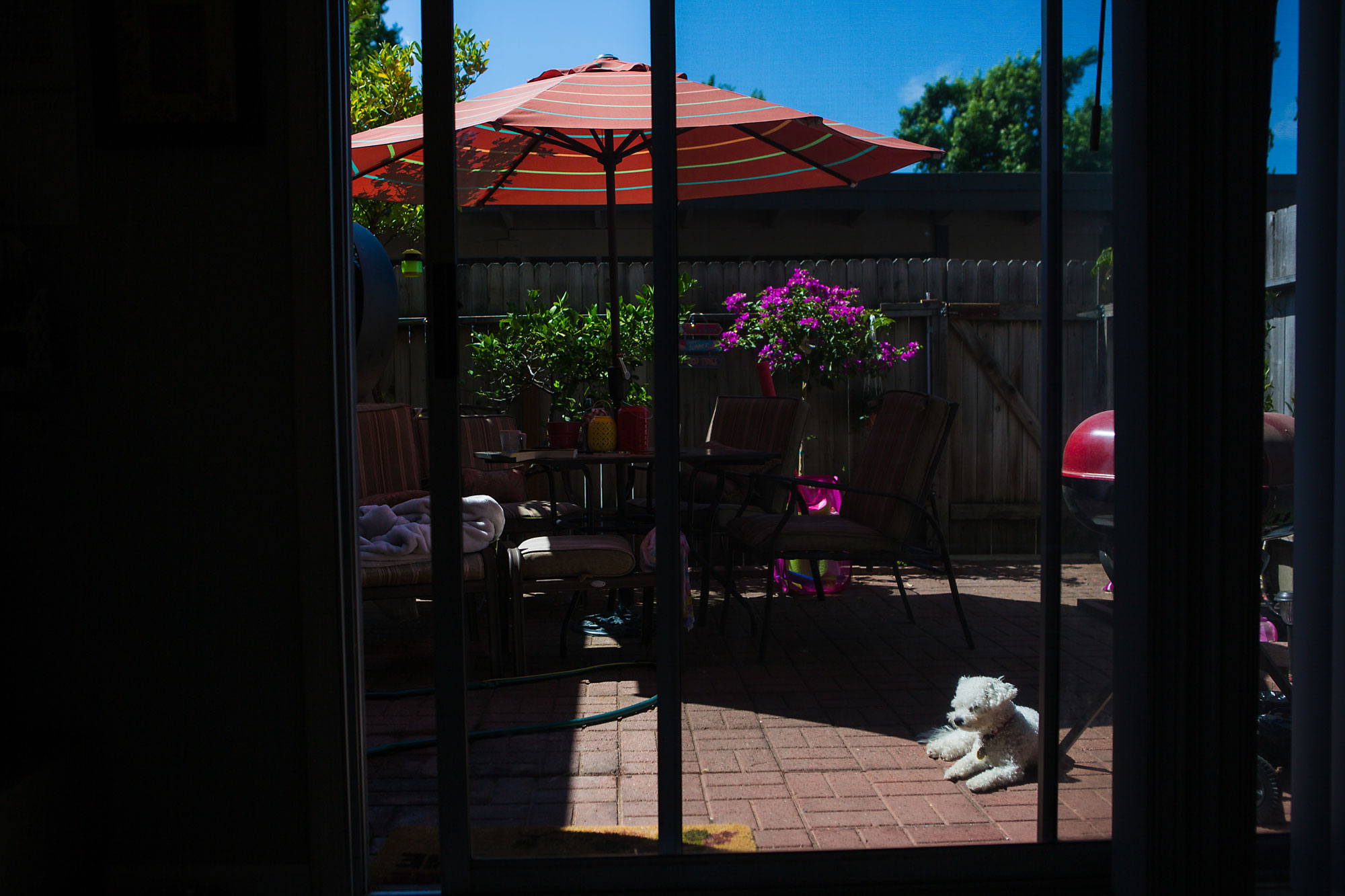 dog in sunlight - documentary family photography