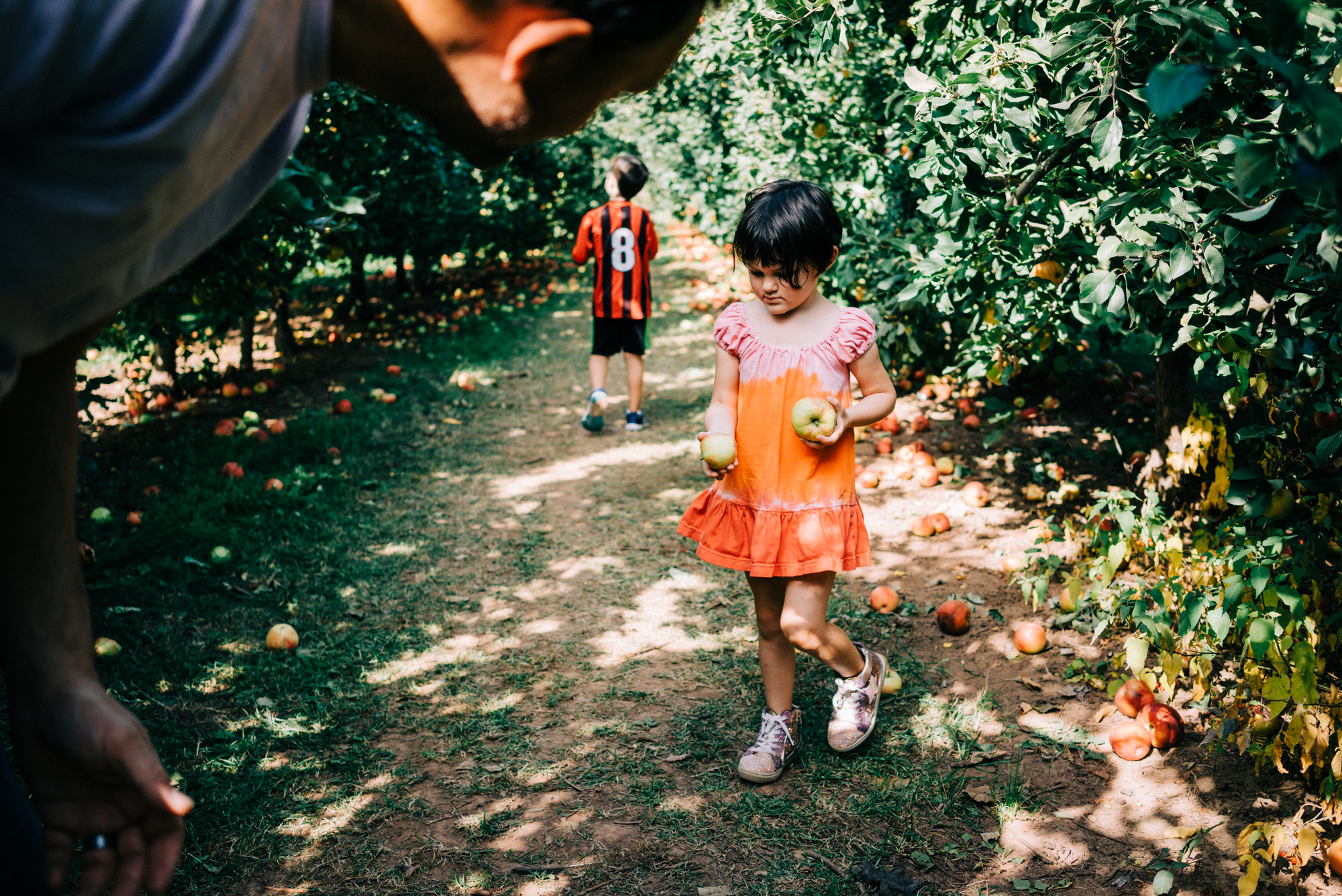 kids picking apples - documentary family photography