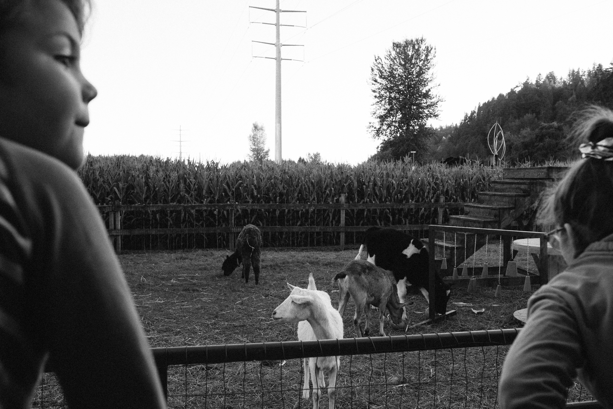 kids looking at goats on farm - documentary family photography