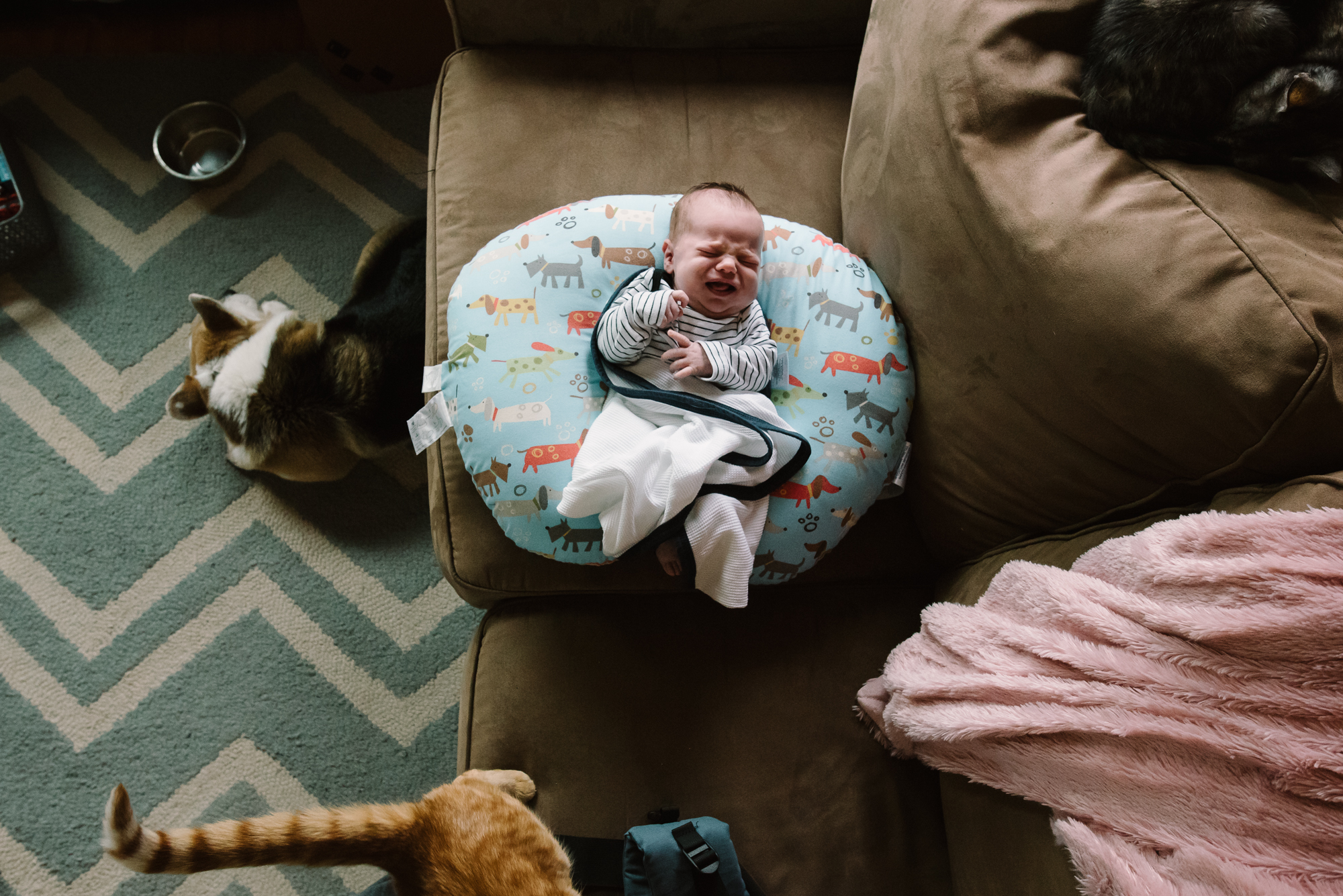 baby crying on couch with pets - Documentary Family photography