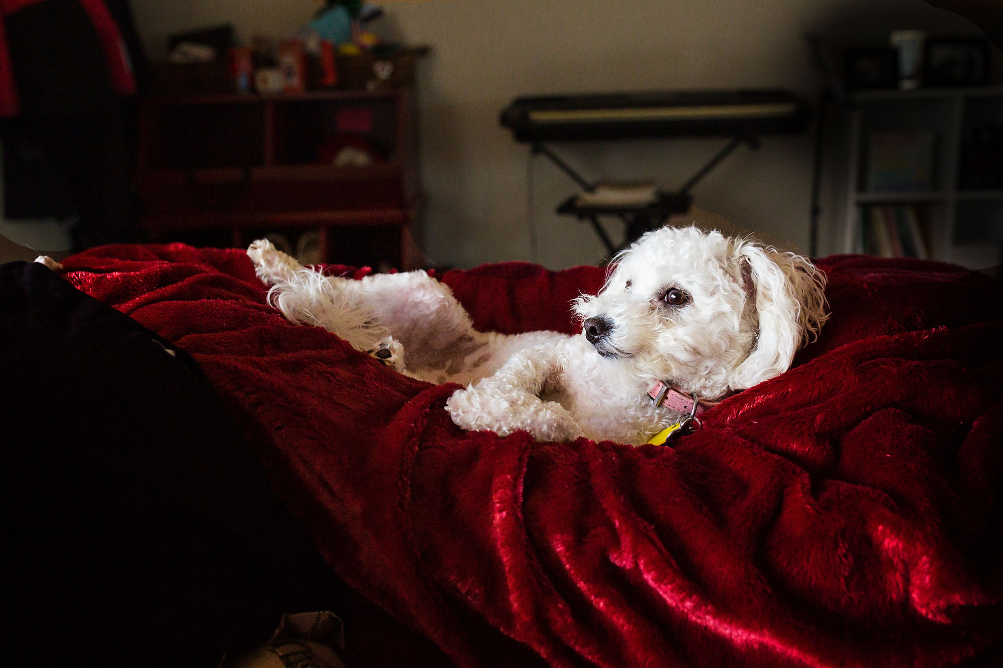 dog lounging - documentary family photography