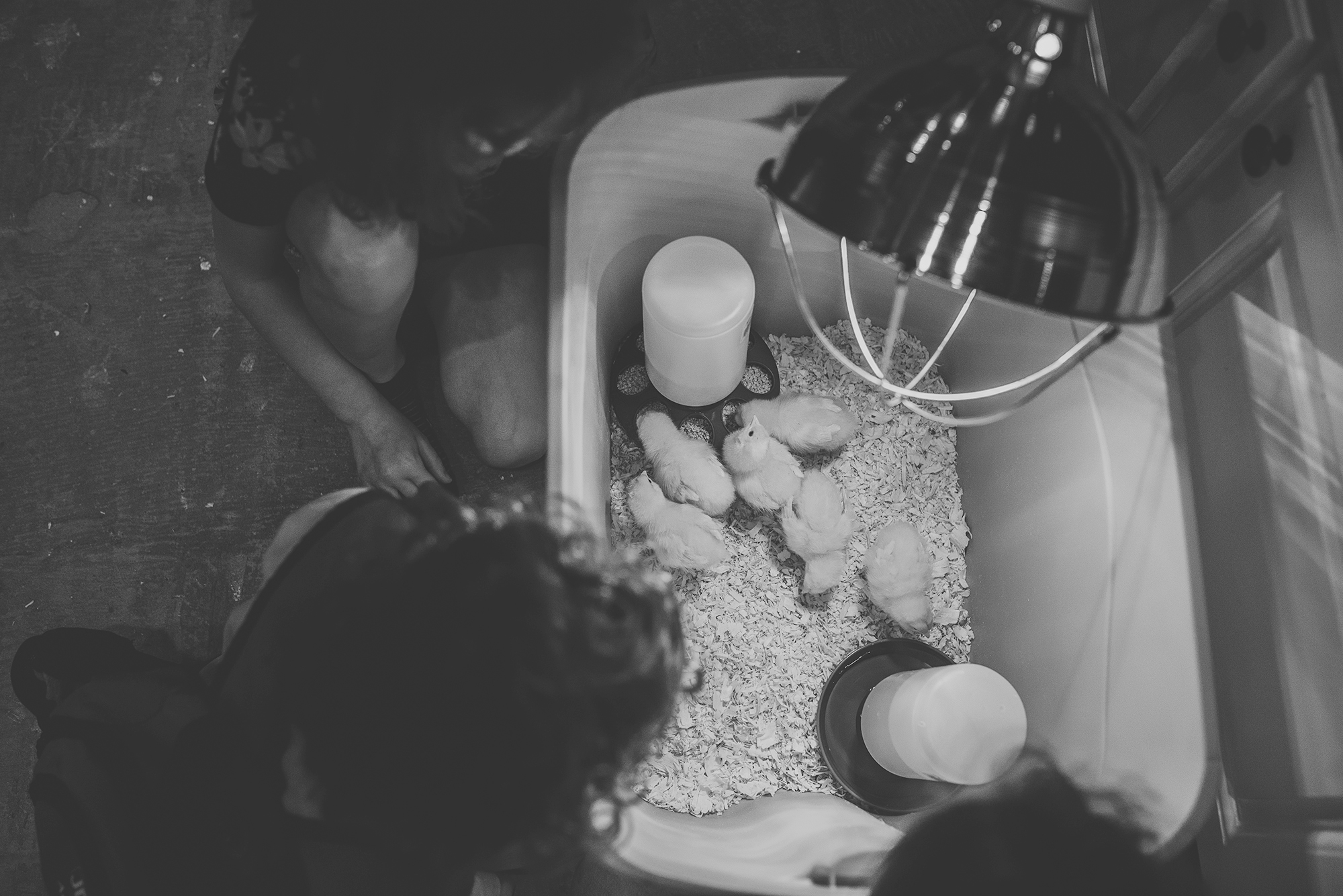 baby chicks in tub - documentary family photography