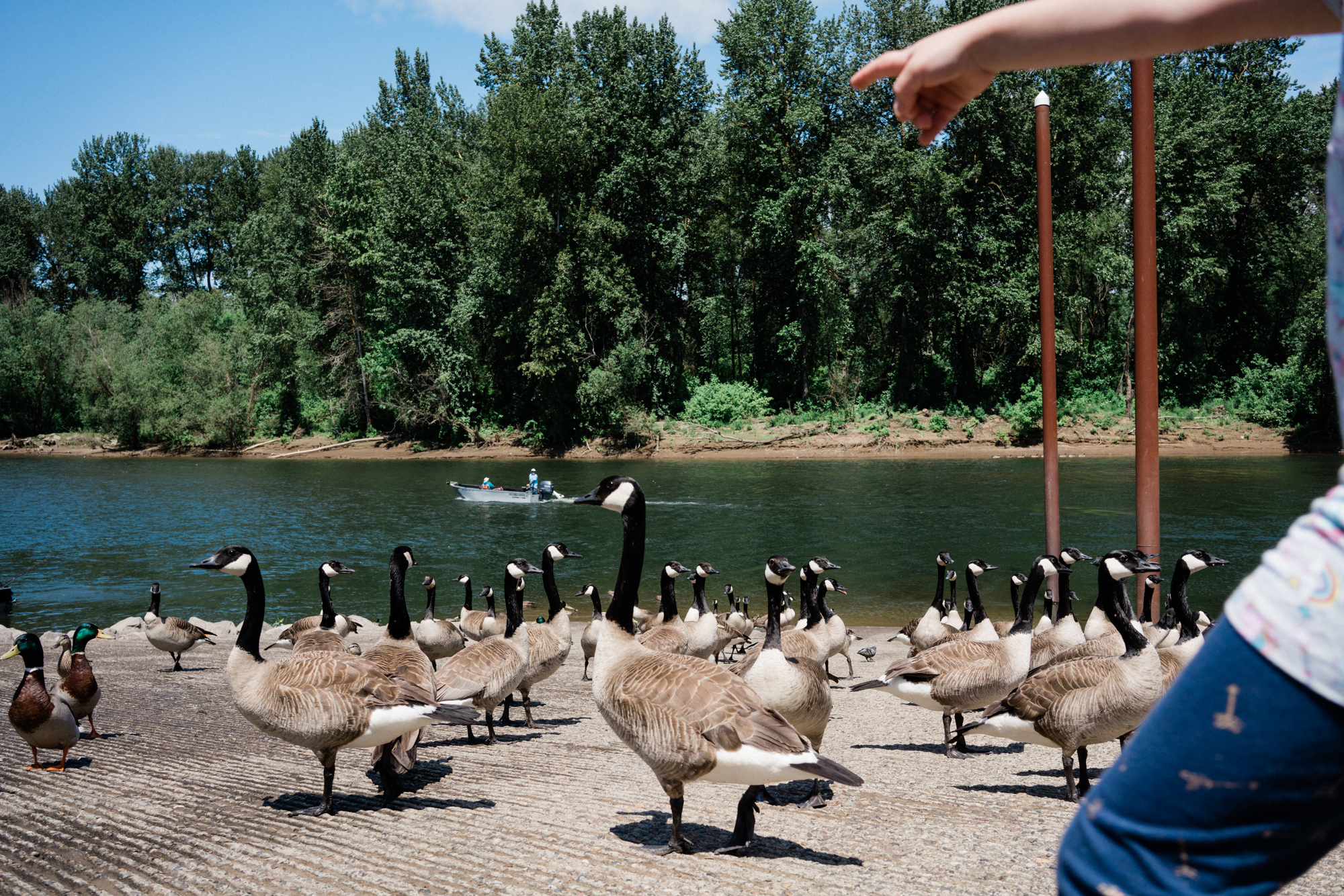 kids pointing at geese - documentary family photography