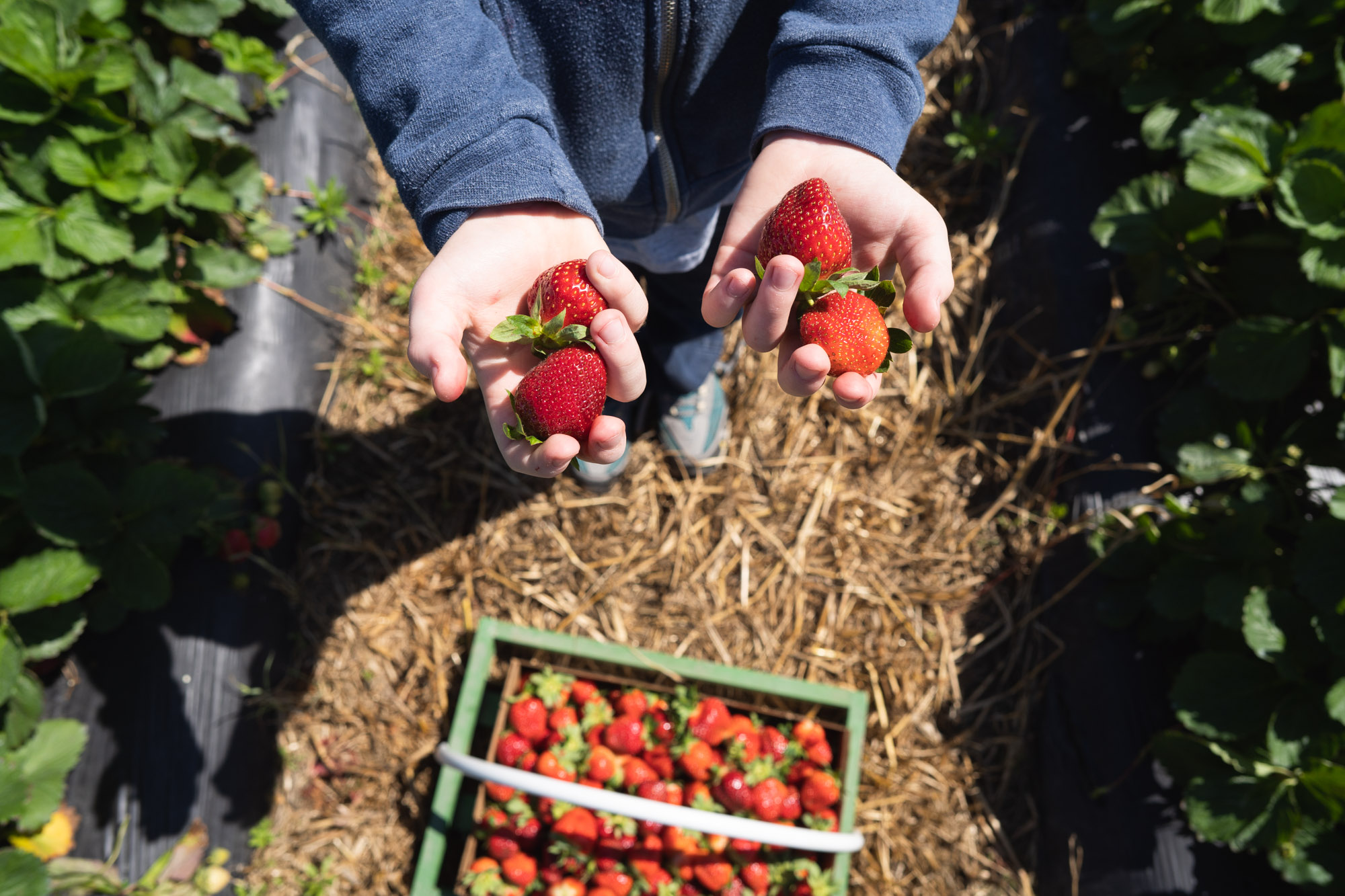 child hands with strawberries - documentary family photography